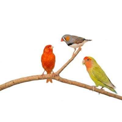 Percha grande para voladeras de pájaros canarios, mandarines, posadero periquitos, juguete lima uñas natural y descanso de aves pequeñas, accesorio de jaula agaporni.