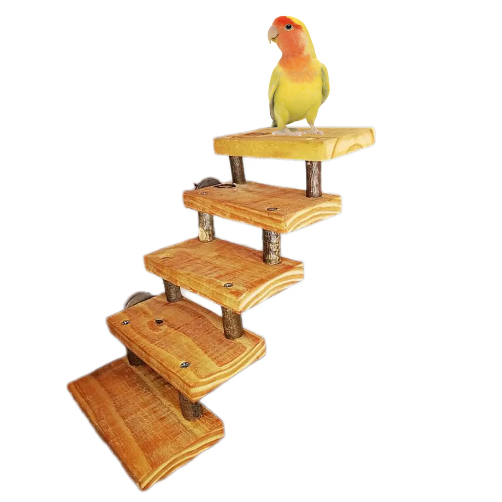 Juguete para loros jardineros caiques, pyrrhuras, ninfas