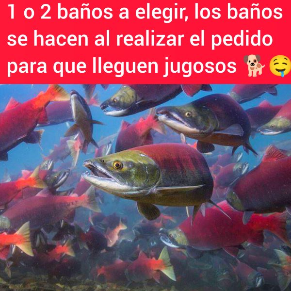 Huesos para perros, palos de olivo pack 2 y 3 und bañados en aceite de salmón, juguete antiestrés de perros, mordedor canino sin astillas. - Imagen 4