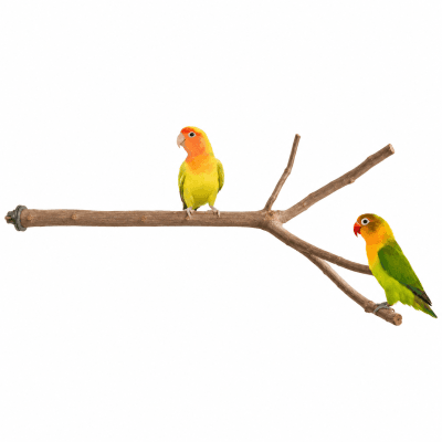Percha grande para voladeras de agapornis, posadero pájaros canarios, mandarines, juguete lima uñas natural y descanso de aves pequeñas, accesorio jaula periquito.