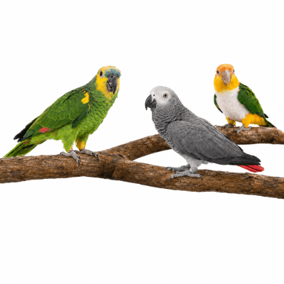 Percha para voladera de loros, posadero descanso de aves, accesorio lima uñas natural voladero yacos, amazonas, caique.