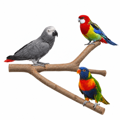 Percha grande para loro yaco, amazonas, posadero lima uñas natural de aves, accesorio voladeras caique, loris, percha loro.