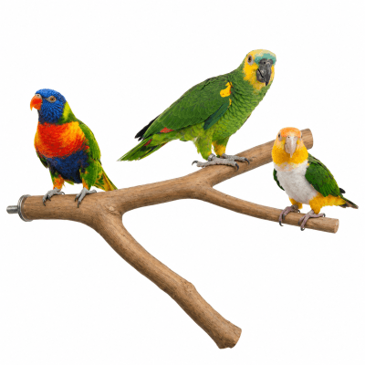Percha grande para loro yaco, amazonas, posadero lima uñas natural de aves, accesorio voladera caique, loris, percha descanso de aves.