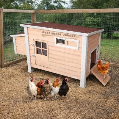 Gallinero de abeto natural para aves de corral, con ponederos y posaderos de gallinas, habitáculo de aves libres, comedero tolva y bebedero de gallinas elegibles, CALIDAD PREMIUM.